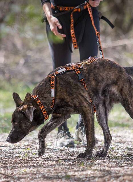 Výběr vodítka s amortizérem pro sport s jedním psem