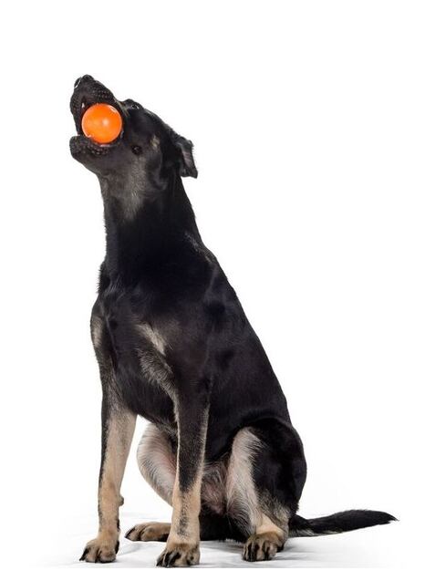 Den 4. Žvýkej! Hračky Planet dog