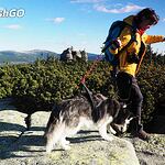 Výběr vodítka s amortizérem do tahu - dogtrekking a výlety s jedním psem